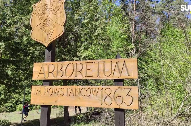 Arboretum w Kopnej Górze. Puszcza w pigułce. Warto zobaczyć to miejsce!