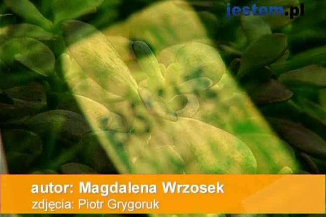 monstera philodendron pflege Topf / Ø 12cm / Lieferhöhe ca. 20cm