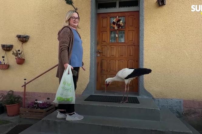 Pojechaliśmy odwiedzić Krutka. Bocian-celebryta wrócił na ukochaną wieś. Płakałam jak bóbr