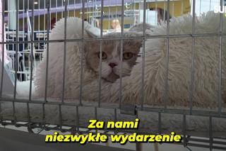 Koty rasowe, konkursy i kocia wiedza. Za nami wyjątkowy dzień z mruczącymi pupilami