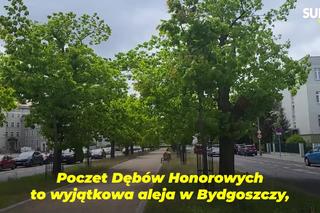 Aleja Dębowa w Bydgoszczy, czyli żywa historia wśród zieleni
