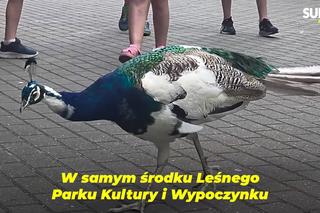 Zaglądamy do mieszkańców bydgoskiego ZOO. Kto mieszka w sercu Myślęcinka?