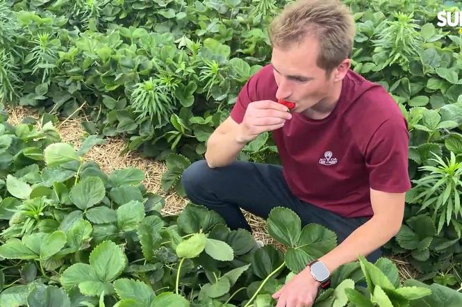 Ceny truskawek. Plantator z Lubelszczyzny rozwiewa wątpliwości. Wysyp potrwa jeszcze tydzień