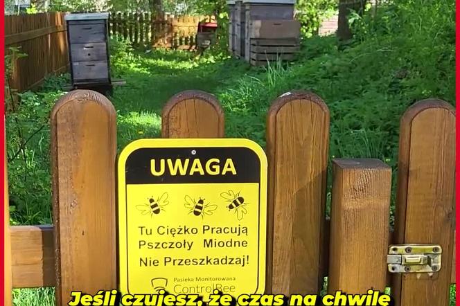 Wiosna w Ogrodzie Botanicznym UKW, czyli spacer wśród zieleni