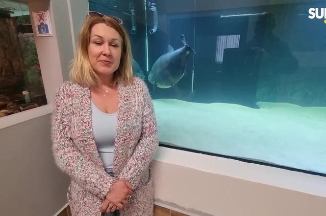 Najstarsza pirania w Polsce ma już nowy dom. Kasia zamieszkała w wielkim akwarium