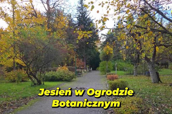 Jesień w Ogrodzie Botanicznym UKW. To ostatnia szansa na spacer wśród złotych liści!