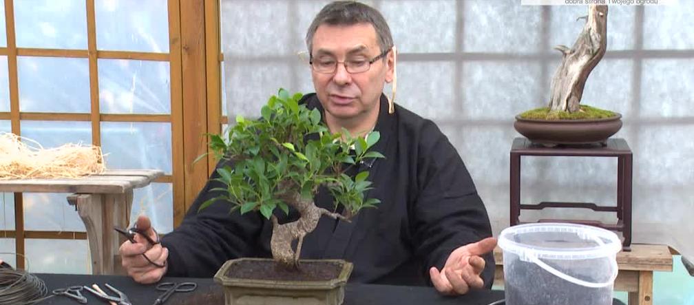 Jak zrobi swoje drzewko bonsai