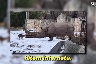 Starcie w Zoo Wrocław hitem internetu! Między zwierzętami prawie 1,7 tony różnicy. Chcę tego malucha do pilnowania chałupy