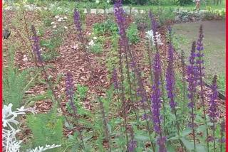 Zabytkowy park odzyskał blask! Kiedyś był majątkiem dworskim, teraz cieszy mieszkańców  Rzeszowa