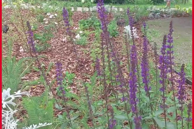 Zabytkowy park odzyskał blask! Kiedyś był majątkiem dworskim, teraz cieszy mieszkańców  Rzeszowa