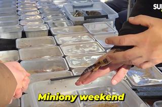 Węże, pająki i dreszczyk emocji w Bydgoszczy! Dragon Expo zachwyciło odwiedzających