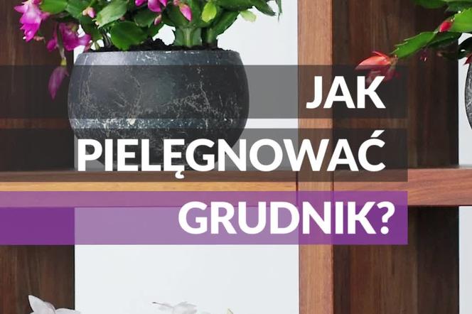 Jak pielgnowa grudnika?