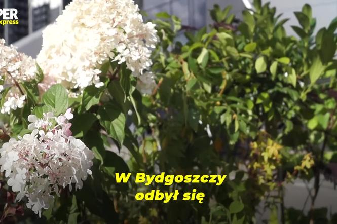 Jesienny Kiermasz Ogrodniczy przyciągnął tłumy bydgoszczan