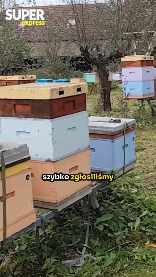 Szerszeń azjatycki pojawił się w Polsce, w podkrakowskiej wsi Wielka Wieś