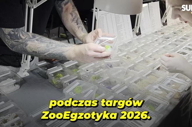 Bydgoszcz zamieniła się w dżunglę. Odważni stanęli oko w oko z ptasznikami i dotknęli pytonów