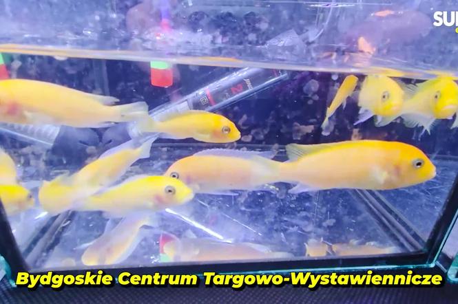  Egzotyczny świat zawitał do Bydgoszczy! Pająki i węże były na wyciągnięcie ręki