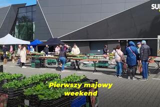 Majowy Kiermasz Ogrodniczy 2025 w Bydgoszczy już za nami! Rośliny, inspiracje i tłumy odwiedzających przy Torbydzie