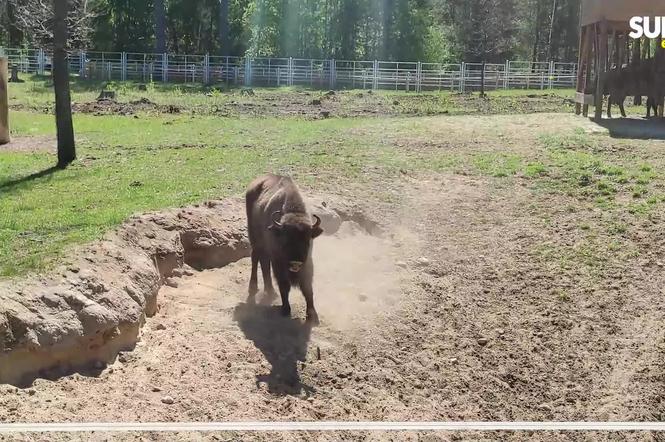 Zagroda Pokazowa Żubrów w Kopnej Górze. Unikalne miejsce na mapie Podlasia