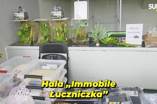 Węże, pająki i dreszczyk emocji w Bydgoszczy! Dragon Expo zachwyciło odwiedzających