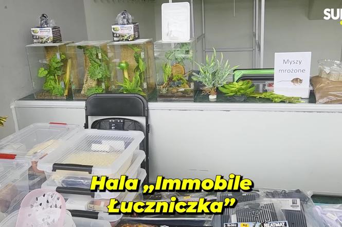 Węże, pająki i dreszczyk emocji w Bydgoszczy! Dragon Expo zachwyciło odwiedzających