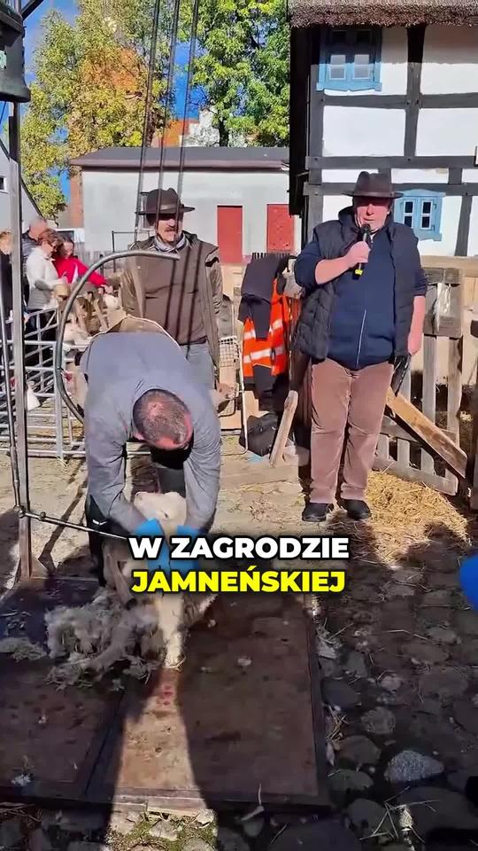Nie Podhale, a Koszalin! Owce skradły show