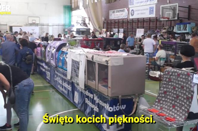 Międzynarodowa Wystawa Kotów Rasowych w Bydgoszczy 
