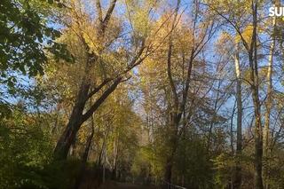 Nadciąga deszcz, w górach śnieg, a to nie wszystko. Prognoza IMGW na 24.10.2025