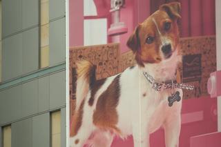 Dlaczego w Polsce nie rodzą się dzieci? Ja wolę PSY i KOTY! Mnie nie stać nawet na psa!