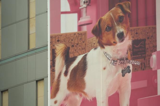 Dlaczego w Polsce nie rodzą się dzieci? Ja wolę PSY i KOTY! Mnie nie stać nawet na psa!