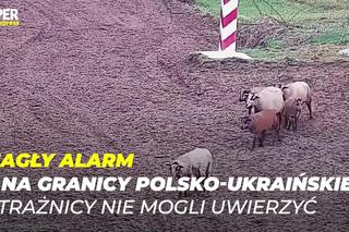 Alarm na polsko-ukraińskiej granicy! Strażnicy nie mogli uwierzyć. Pomogło wołanie [WIDEO, ZDJĘCIA]