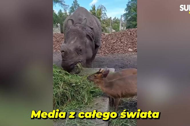 Jest kolejne nagranie Maruśki i mundżaka! O sympatycznym duecie z Zoo Wrocław mówi już cały świat