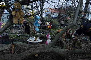 Lalki i misie wiszące na drzewie. Upiorny skwerek we Wrocławiu